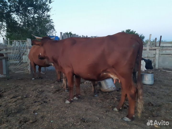 Продаются коровы и бычки