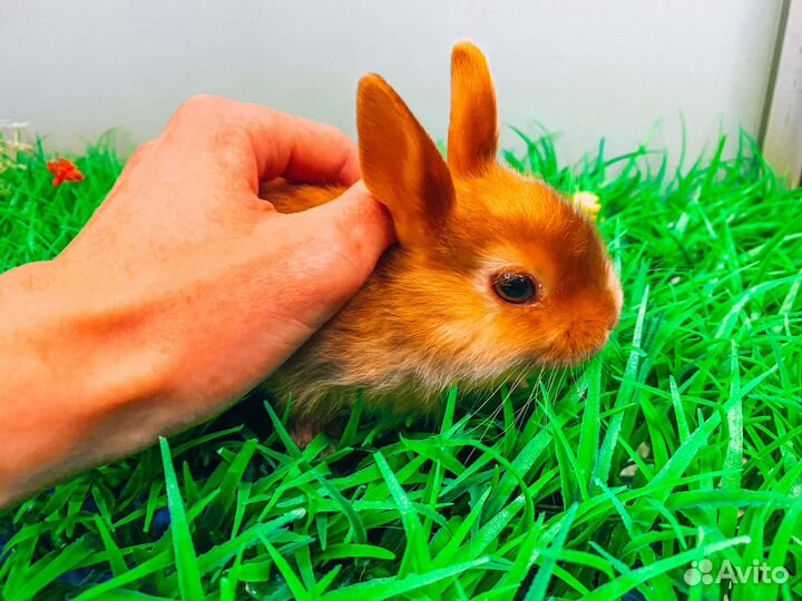 Карликовый кролик - Мега мини