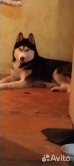 Сибирский хаски