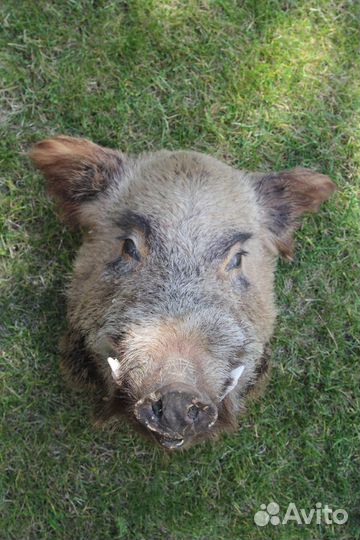 Чучело головы кабана