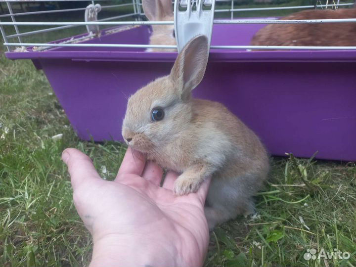 Декоративный кролик