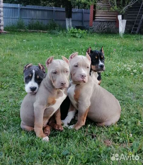 Американский булли classic