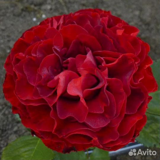 Роза Самарканда