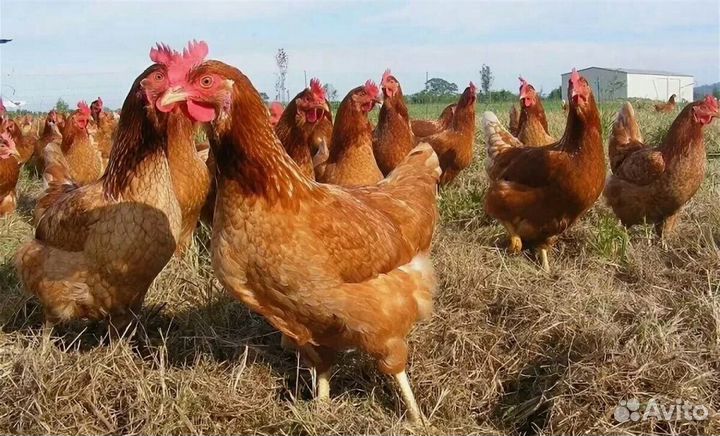 Куры ломан Браун