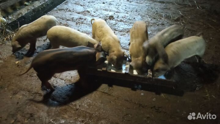 Ландрас-дюрок(помесь)