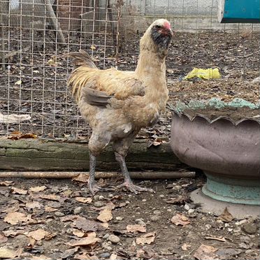 Инкубационное яйцо