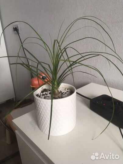 Бокарнея нолина