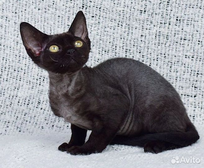 Котята девон-рекс