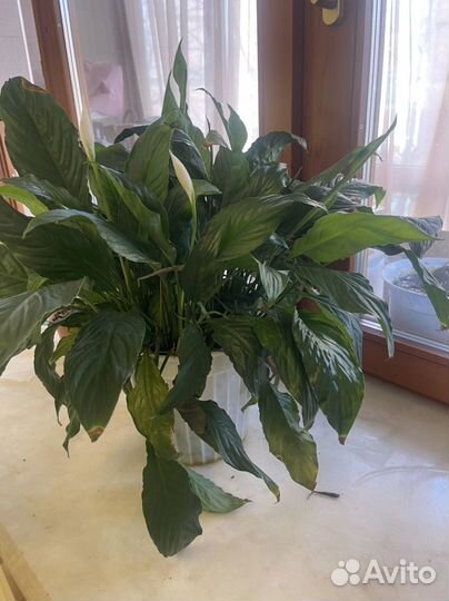 Спатифиллум