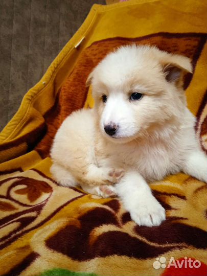 Малыши-1.5 мес