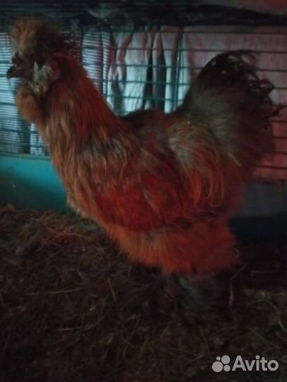 Китайские шёлковые цыплята и взрослые