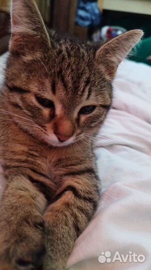 Кот потеряшка