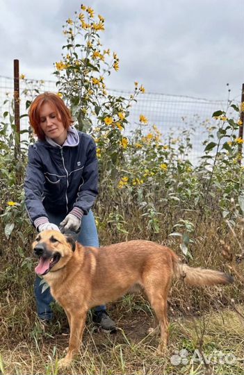 Рыжий красавчик Рон ищет дом