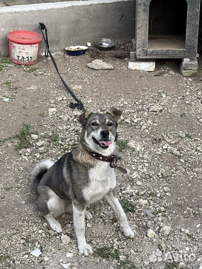 Девочка-собачка ищет дом