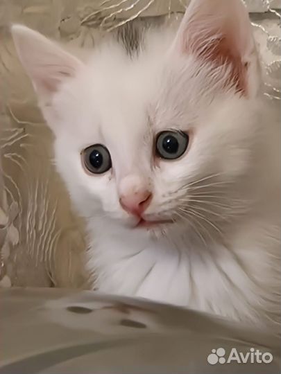 Отдаю котят