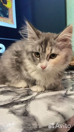 Кошка