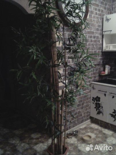 Продам цветы