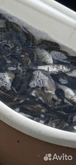 Живец карась