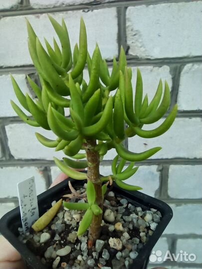 Суккуленты крассулы и другие