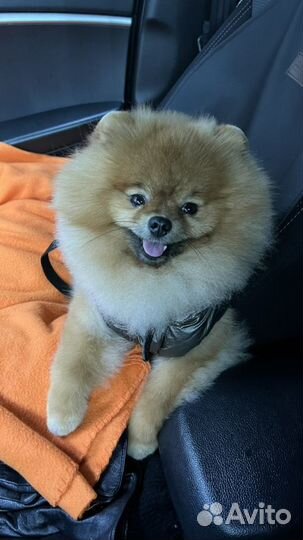 Ищем невесту Померанский шпиц вязка кобель