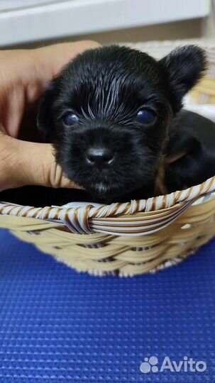 Малыши цветного йорка