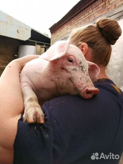 Продам племянных поросят