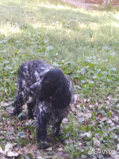 Русский спаниель