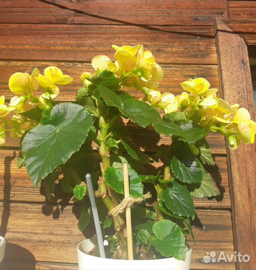 Бегонии, опунция, царица ночи