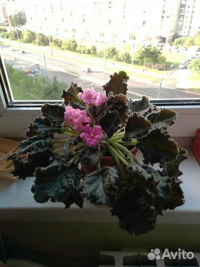 Фиалка в горшках