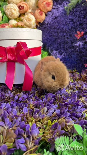 Декоративные кролики карликовые