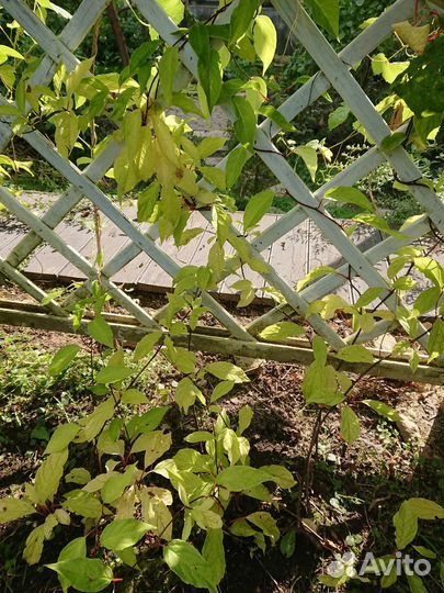 Саженцы лимонника