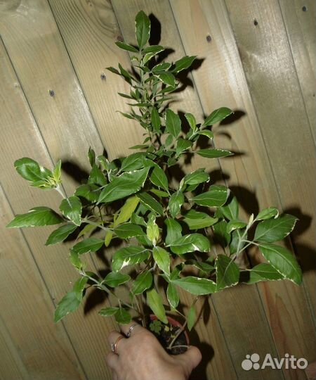 Витекс священный пестролистный