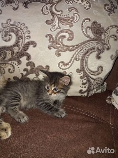 Котята в добрые руки бесплатно кот