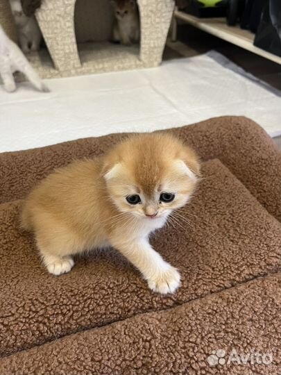 Шотландские вислоухие котята