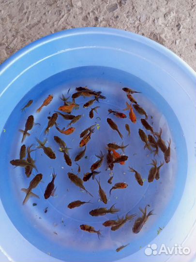 Аквариумные золотые рыбки