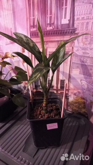 Аглаонема Трейба