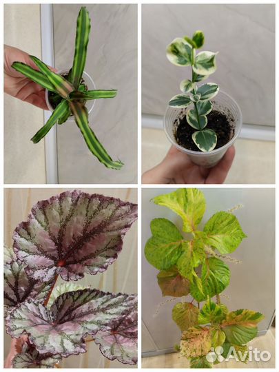 Разные растения, цветущие, суккуленты