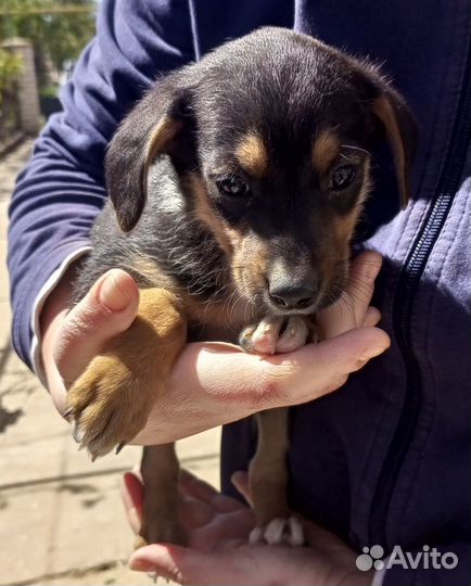 Отдам бесплатно щенки