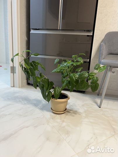 Гибискус китайская роза