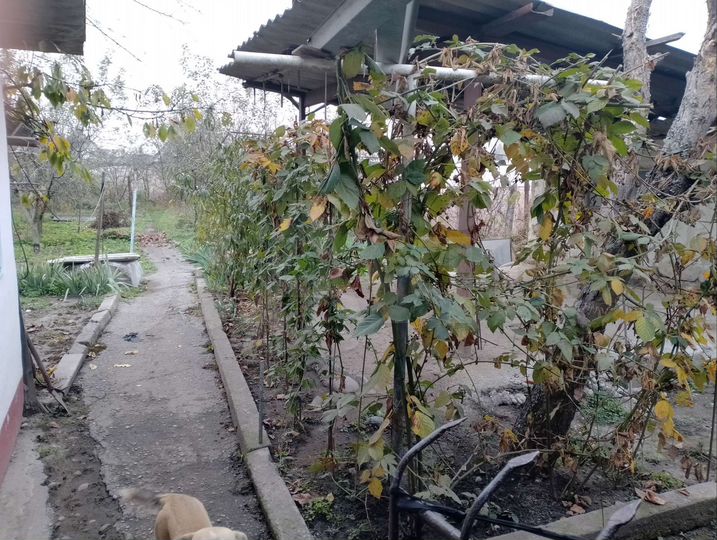 Дом 39,8 м² на участке 8 сот.