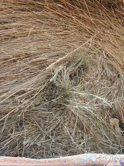 Сено степное зеленое в рулонах
