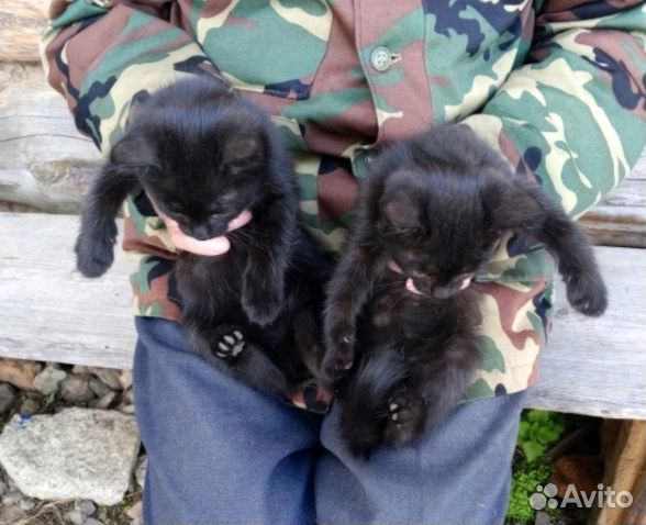 Котята в добрые руки