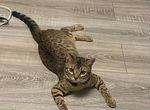 Бенгальская кошка в добрые руки