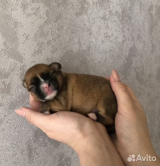 Щенки чихуахуа