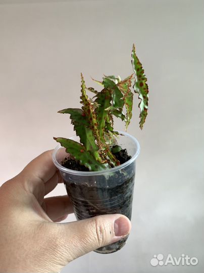 Бегонии разные