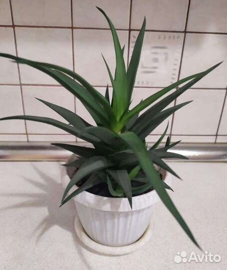 Цветы Хавортия, фикус Бенджамина