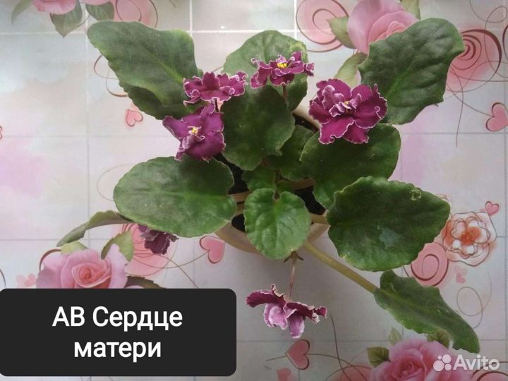 Фиалки почтой