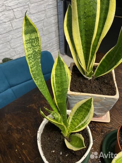 Сансевиерия муншайн и 3 вида с делтой полосой