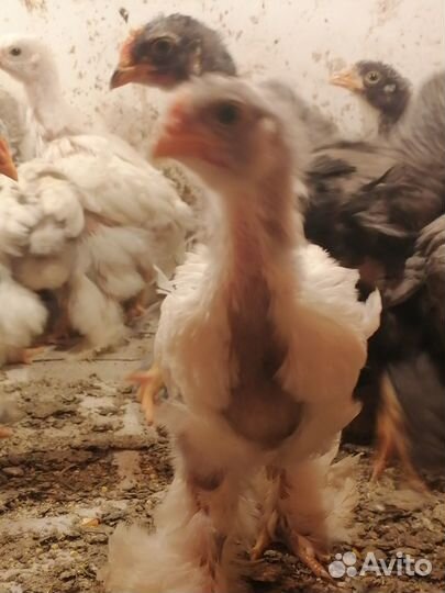 Цыплята Кохинхин, Инкубационное яйцо, Петухи