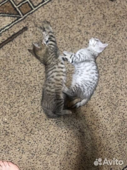 Бенгальские котята
